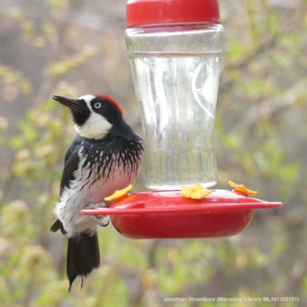 Acorn woodpeckers (Melanerpes formicivorus) 