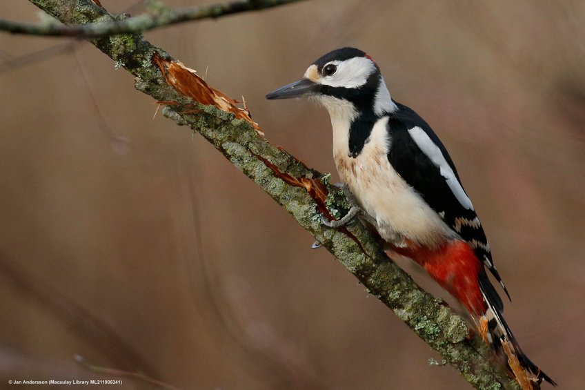 Great spotted woodpecker (Dendrocopos major). By repurposing their savory receptors, woodpeckers are able to detect sugar in sap, nectar or fruit.