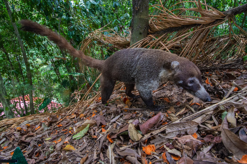 A coati (Nasua narica) forages on palm fruits in a secondary forest, Panama