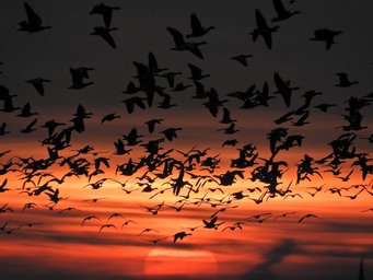 Geese flew further and rested less on nights with fireworks.