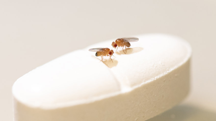 Two fruit flies sitting on a pill.