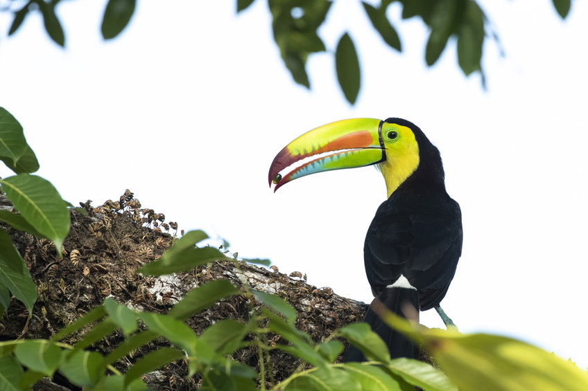 Toucan, seed disperser