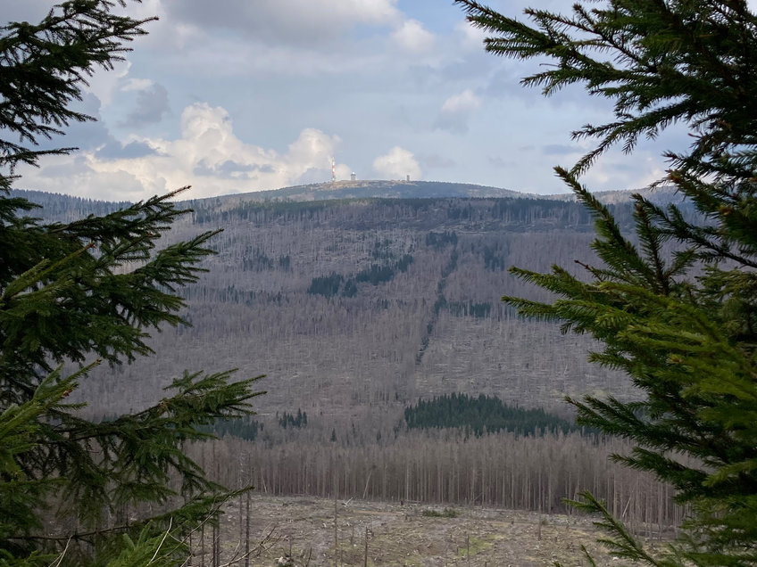 Spruce monoculture on the Brocken in the Harz mountain range in May 2022. The trees in this area are increasingly weakened by high temperatures and extended periods of drought.