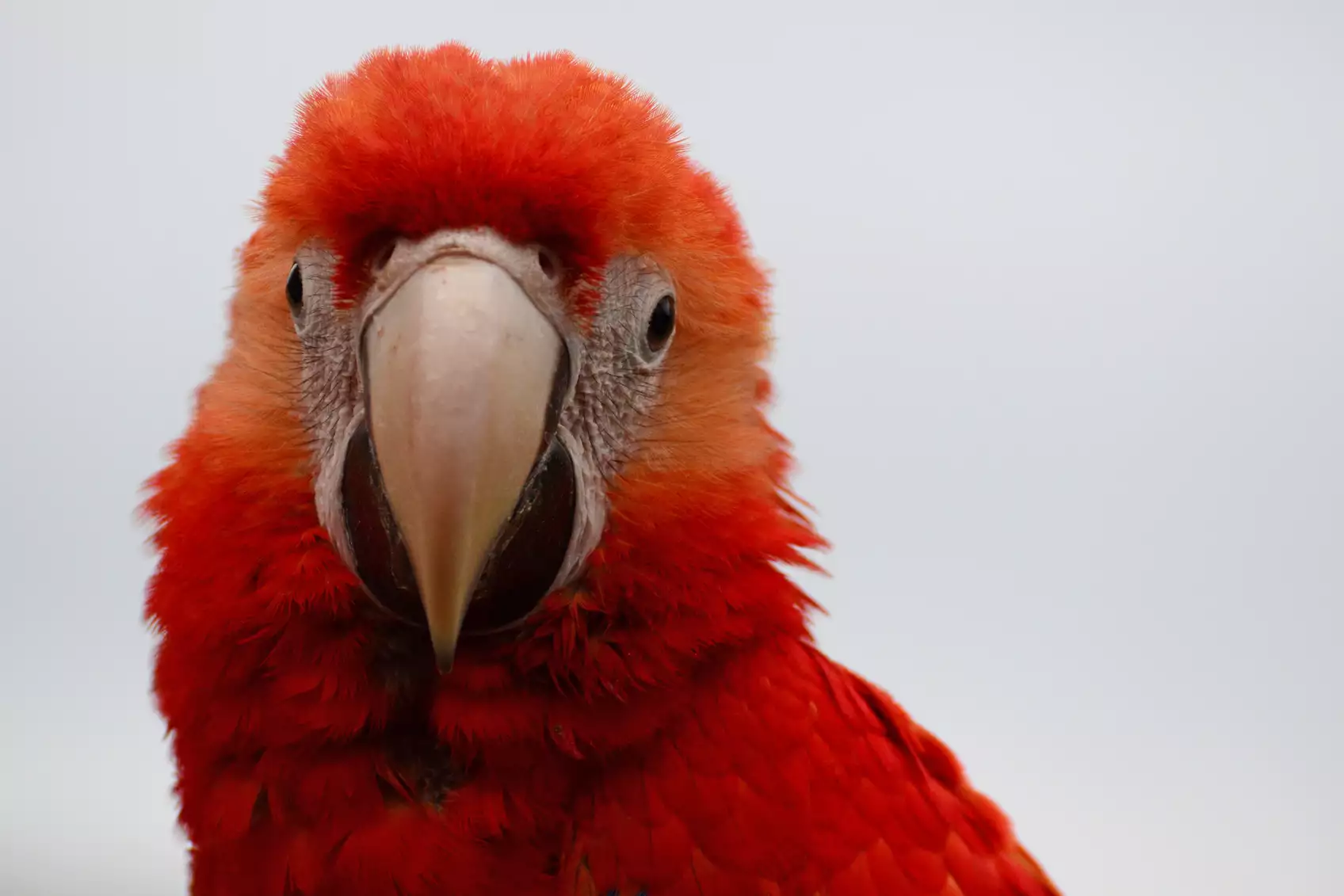 Head of a juvenile scarlet macaw