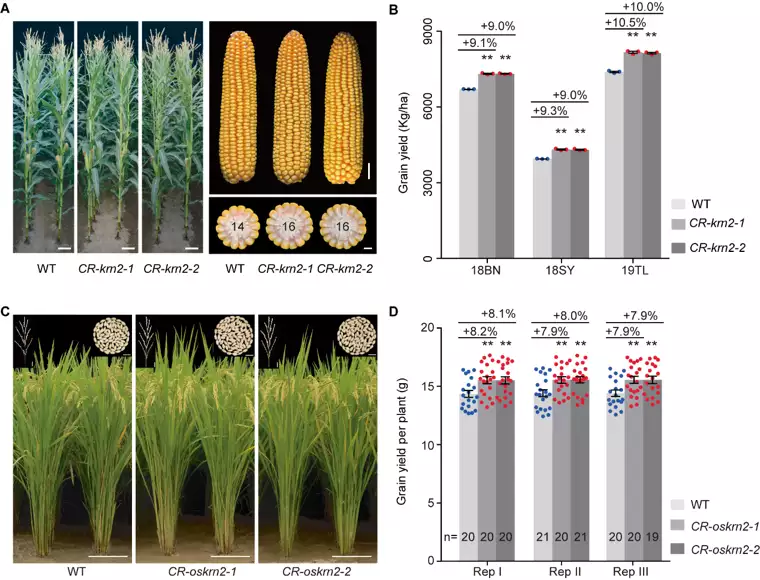 Increased yield performance of gene edited knockouts of KRN2 and OsKRN2 in maize and rice, respectively.