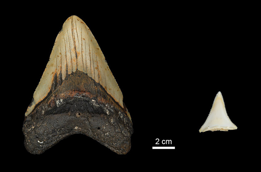 Tooth size comparison between extinct Early Pliocene Otodus megalodon tooth and a modern great white shark.